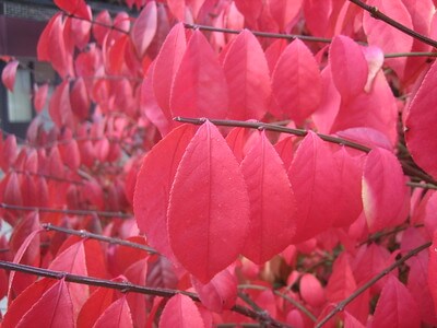 Assorted bright red leaves still attached to their branches.