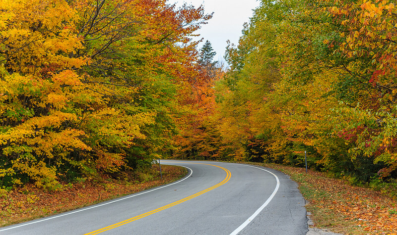 fall leaves