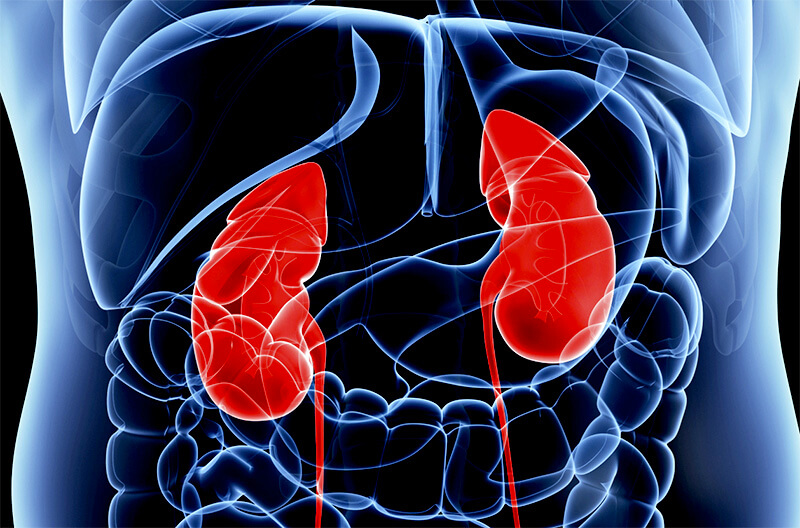 kidneys